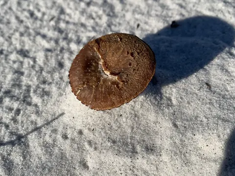 Laccaria trullissata (Laccaria trullissata)