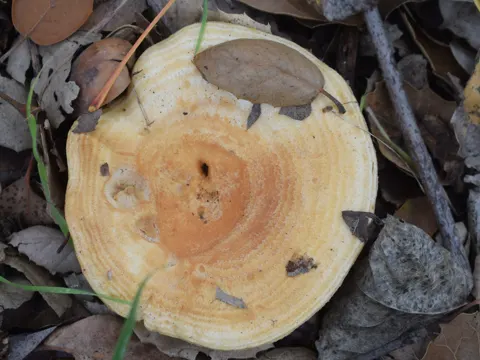 Alder Milkcap