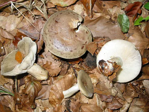 Flockenstieliger Hexen-Röhrling (Lactarius blennius)