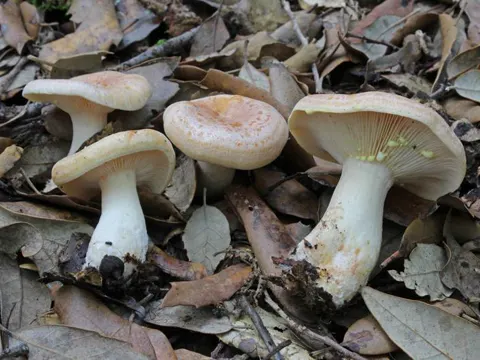 Lactarius chrysorrheus (Lactarius chrysorrheus)