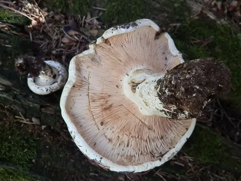 Rosascheckiger Milchling (Lactarius controversus)