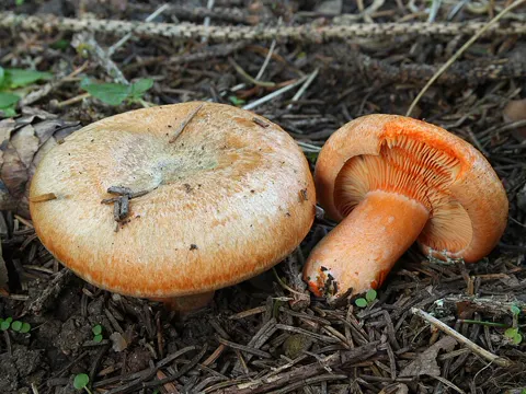 Fichtenreizker (Lactarius deterrimus)
