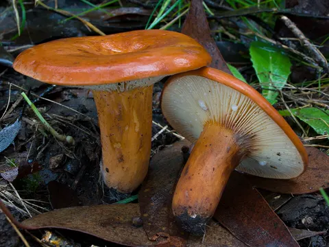 Lactarius eucalypti