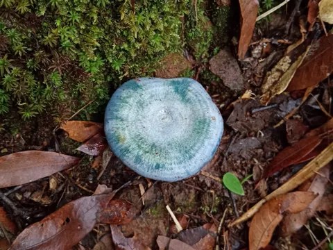 Indigo Milk Cap