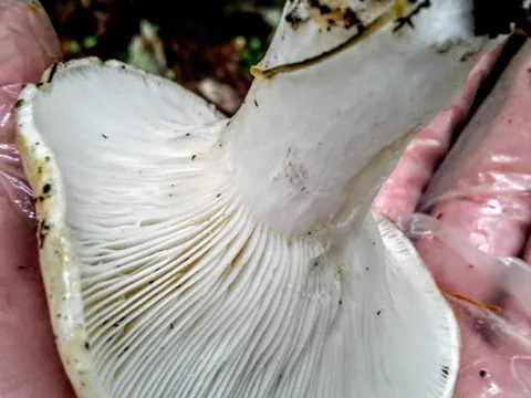 Flockenstieliger Hexen-Milchling (Lactarius musteus)