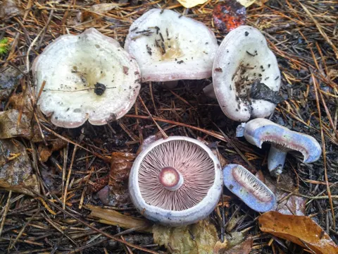 Lactarius paradoxus (Lactarius paradoxus)