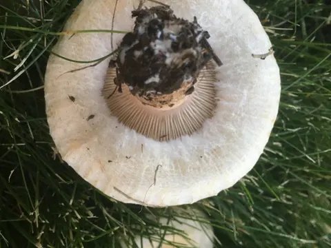 Flaumiger Milchling (Lactarius pubescens)