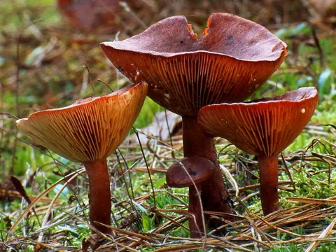 Flockenstieliger Hexen-Röhrling (Lactarius rufus)