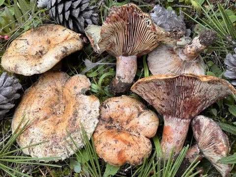 Blutreizker (Lactarius sanguifluus)