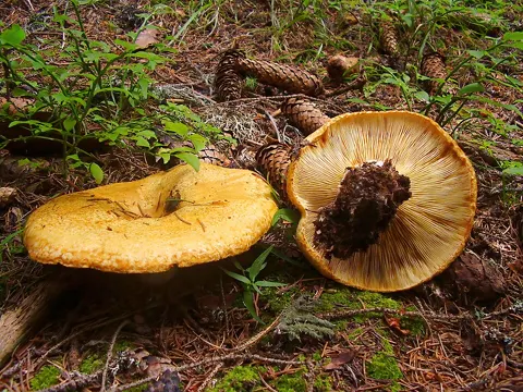 Flockenstieliger Hexen-Milchling (Lactarius scrobiculatus)