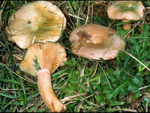 Spangrüner Kiefern-Reizker (Lactarius semisanguifluus)