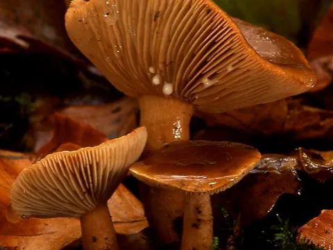 Süsslicher Milchling (Lactarius subdulcis)