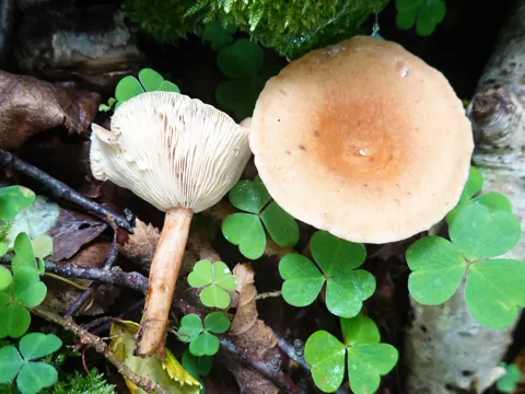 Flatter-Milchling (Lactarius tabidus)