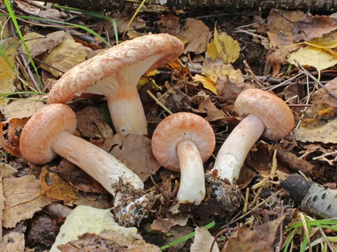Flockenstieliger Hexen-Milchling (Lactarius torminosus)