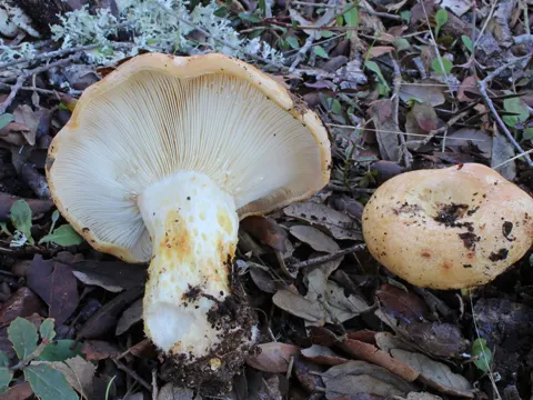 Blasser Zonen-Milchling (Lactarius zonarius)