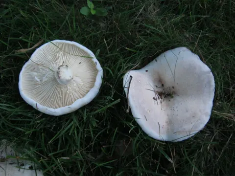 Samtiger Milchling (Lactifluus subvellereus)