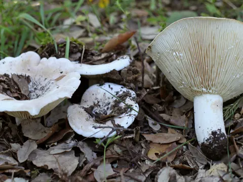 Wolliger Milchling (Lactifluus vellereus)