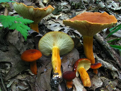 Brätling (Lactifluus volemus)