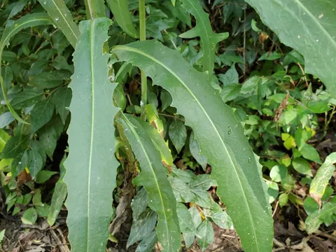 Kanadischer Lattich (Lactuca canadensis)