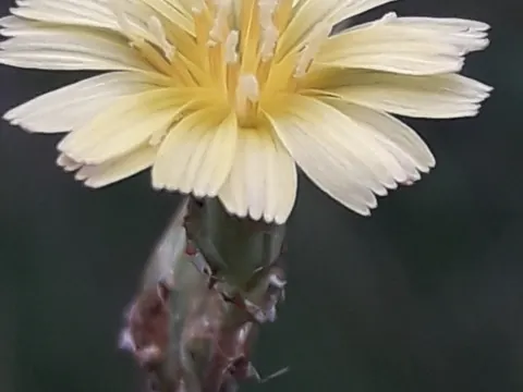 Prickly Lettuce