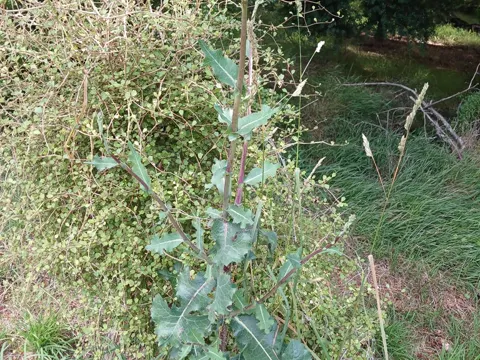Wild Lettuce