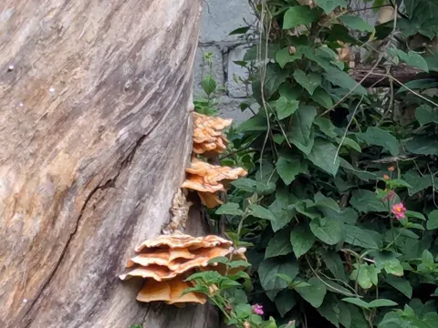 California Sulphur Shelf