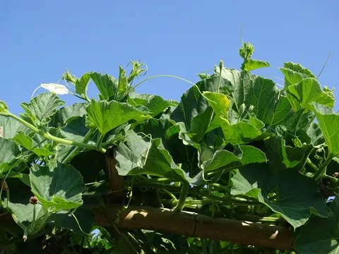 Kalebasse