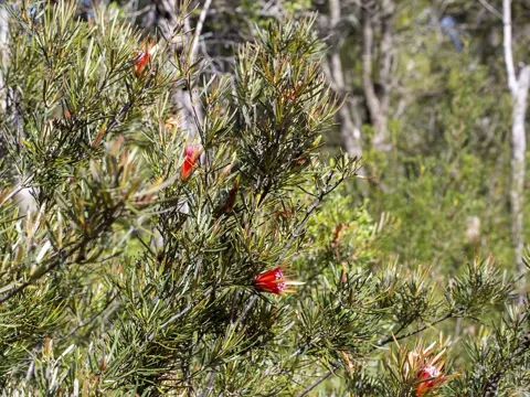 Lambertia formosa