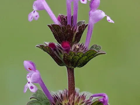 Henbit Deadnettle