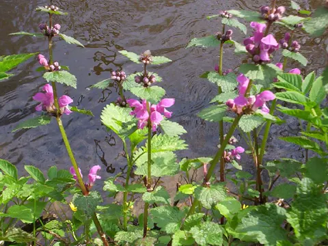 Spotted Deadnettle