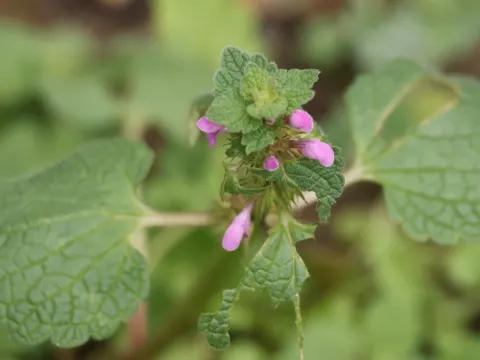 Red Deadnettle