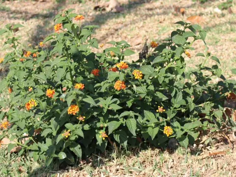 Wandelröschen (Lantana camara)
