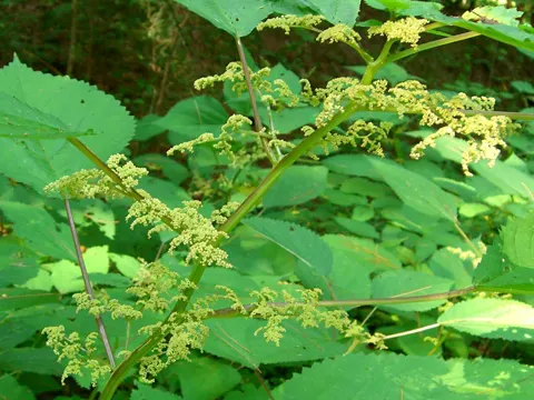 Kanadische Strauchnessel (Laportea canadensis)