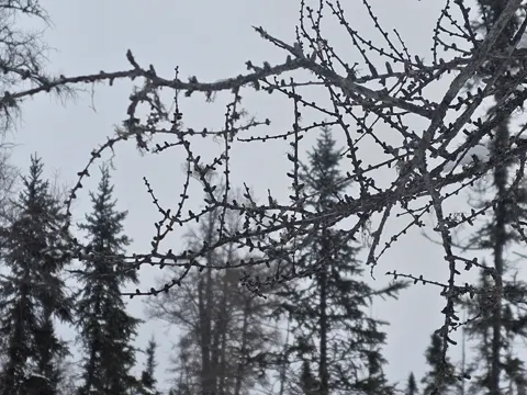 Tamarack Larch