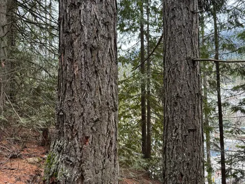 Western Larch