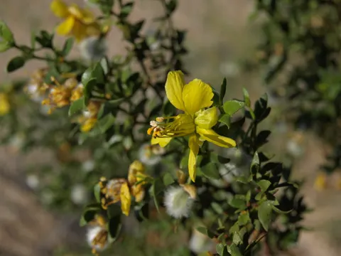 Creosote-Strauch
