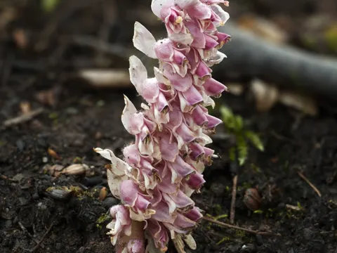 Schuppenwurz (Lathraea squamaria)