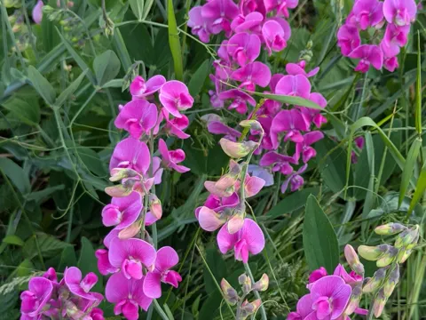 Breitblättige Platterbse (Lathyrus latifolius)