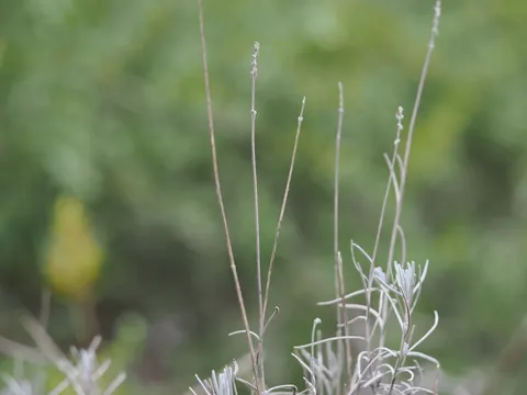 English Lavender
