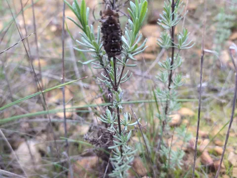 French Lavender