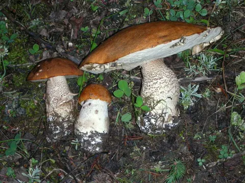 Gemeiner Flöckchenstieliger Hexen-Röhrling (Leccinum insigne)