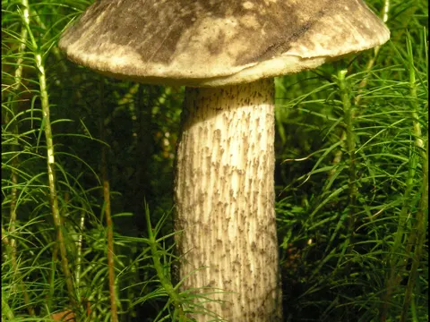 Vielverfärbender Birkenpilz (Leccinum variicolor)