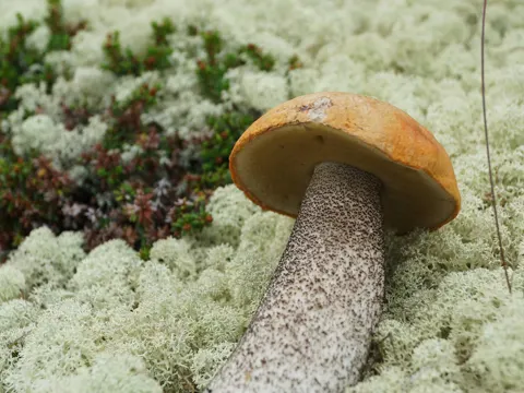 Birken-Rotkappe (Leccinum versipelle)