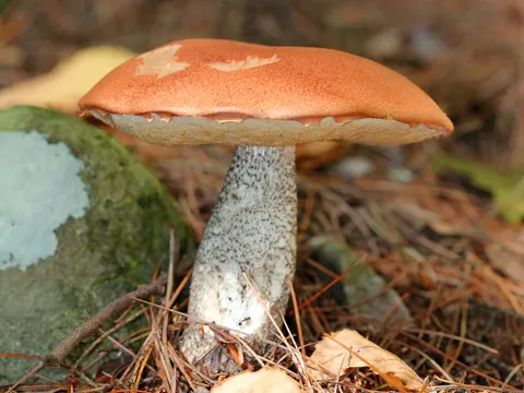 Fuchsröhrling (Leccinum vulpinum)
