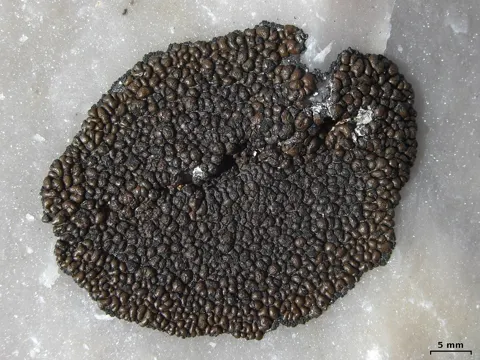 Dunkelbraune Lavendelscheibe (Lecidea atrobrunnea)