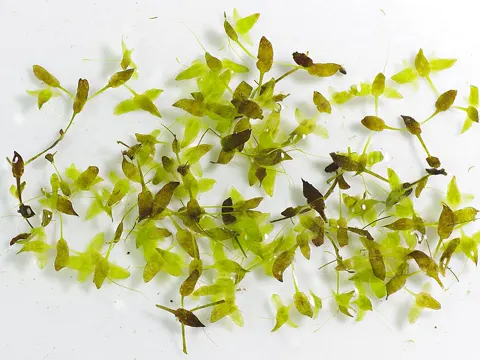 Dreifurchige Wasserlinse (Lemna trisulca)
