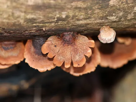 Bären-Zähling (Lentinellus ursinus)