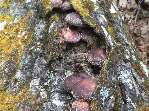 Shiitake (Lentinula edodes)