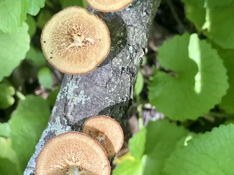 Curved Grill Fungus (Lentinus arcularius)