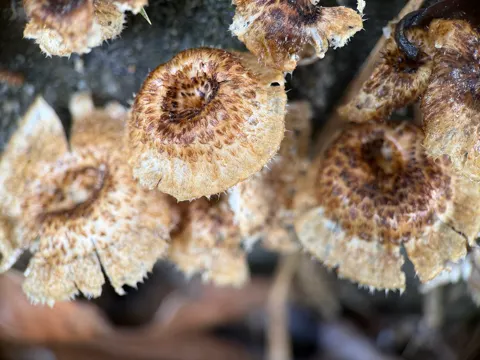 Hairy Wood Mushroom